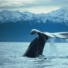whales_NZ